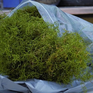 Alpine Tree Moss