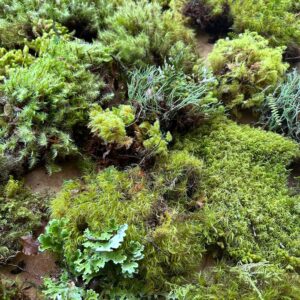 Decorative Moss