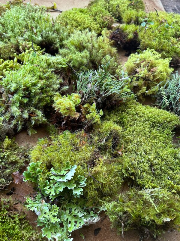 Decorative Moss