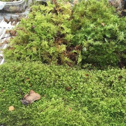 Sheet of Moss