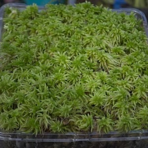 Green Sphagnum Living Tips